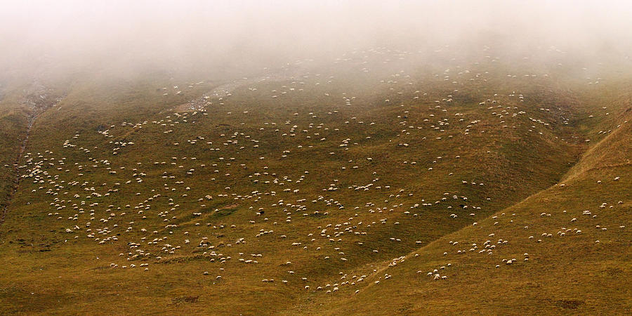 Sheep Photograph - Untitled #1 by Eyal Bussiba