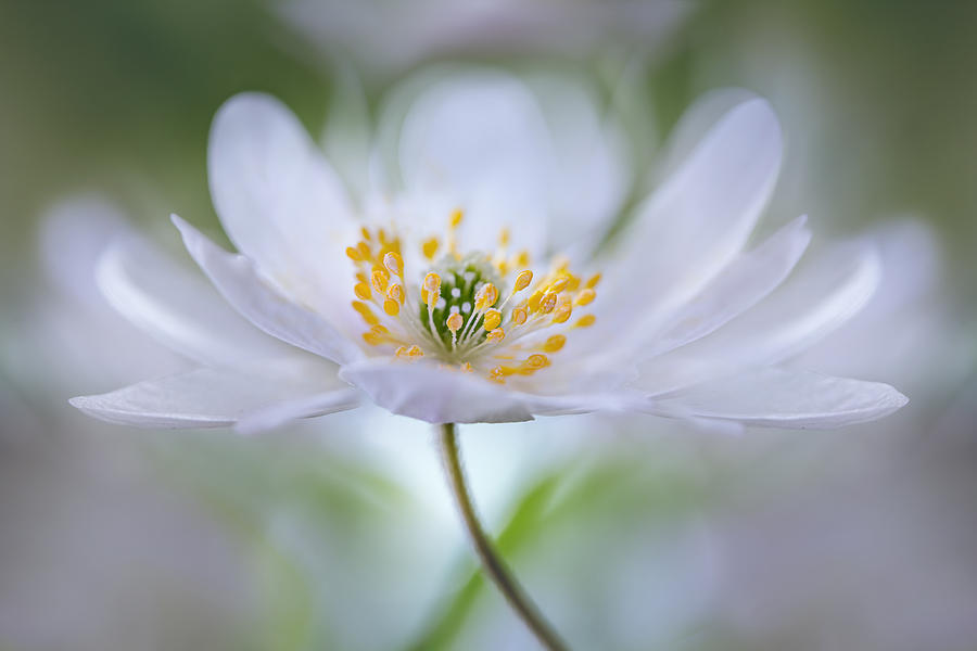 Untitled #1 Photograph by Mandy Disher