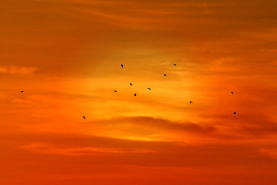 Upon A Sunset Flight Photograph by Angie Tirado