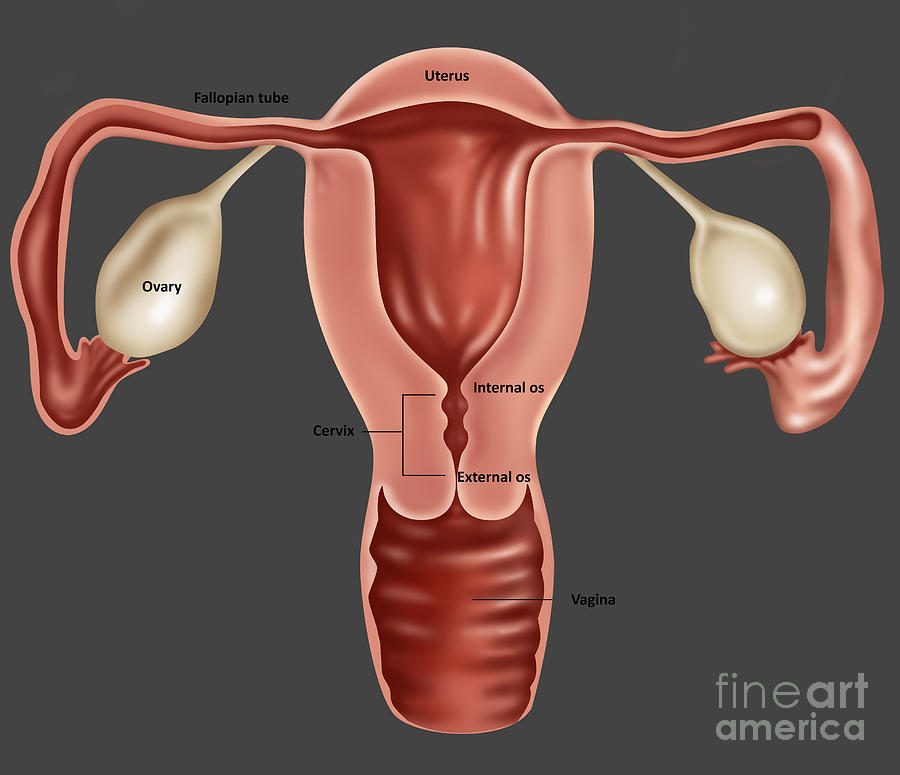 Uterus #1 Photograph by Gwen Shockey