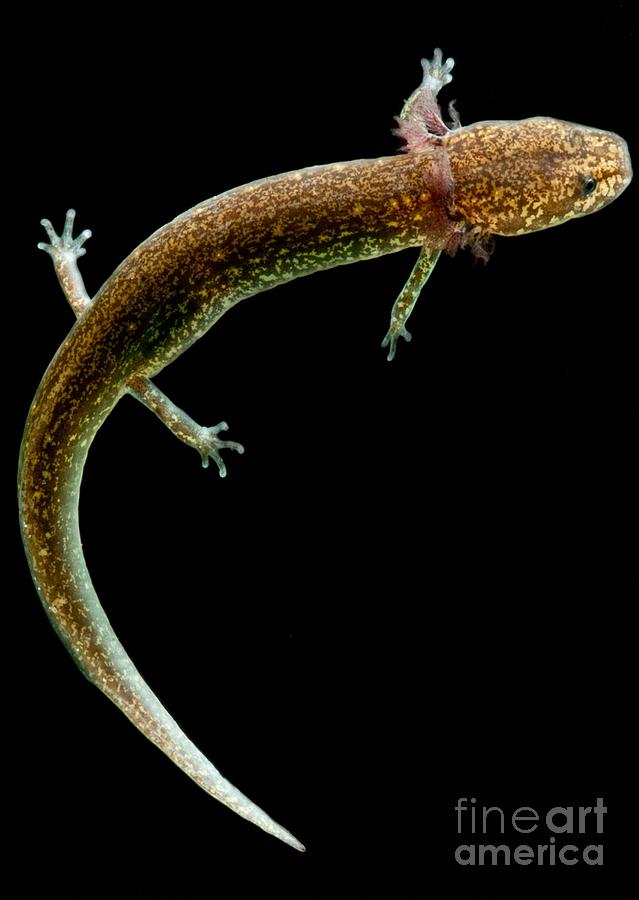 Valdina Farms Salamander #1 Photograph by Dant Fenolio
