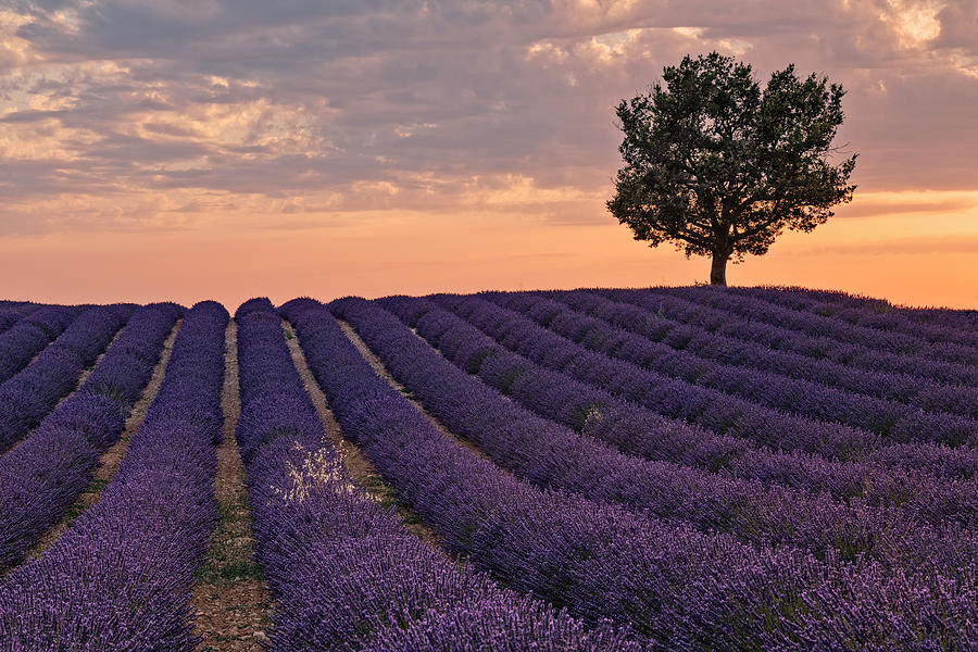Valensole - Provence, France #1 Photograph by Joana Kruse
