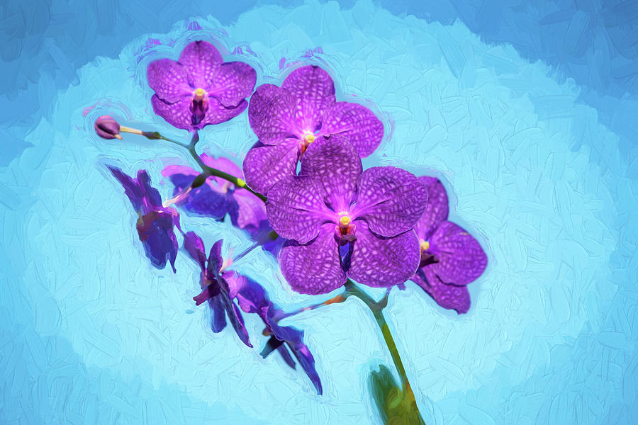 Vanda Orchids Pachara Delight #1 Photograph by Rich Franco