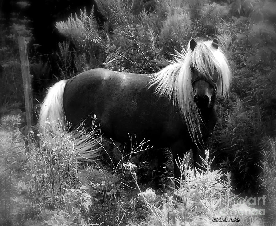 Horse Photograph - Vanity #2 by Elfriede Fulda