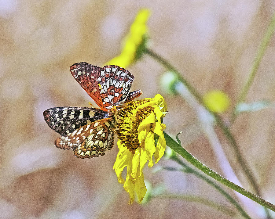 Variable Checkerspot Butterflies on a Sunflower near Mount Baldy Road, California  #1 Photograph by Ruth Hager