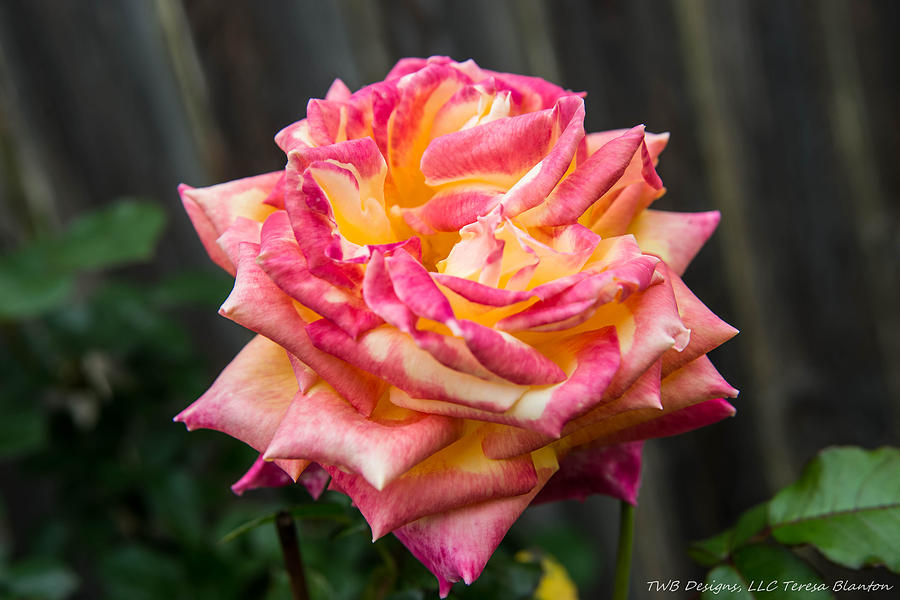Variegated Rose #1 Photograph by Teresa Blanton