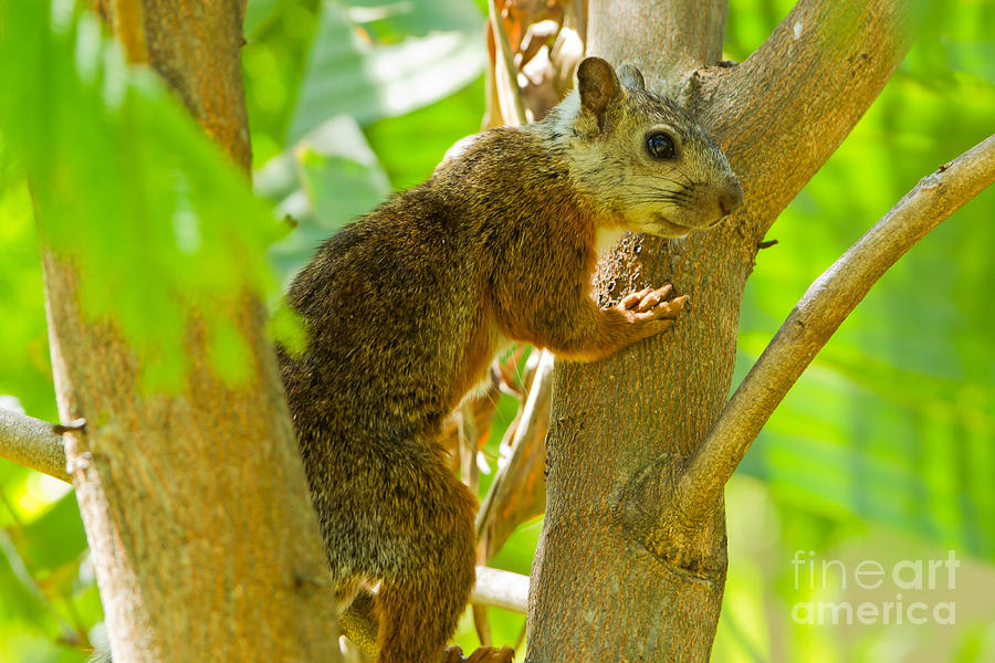 San Jose Photograph - Variegated Squirrel #1 by B.G. Thomson