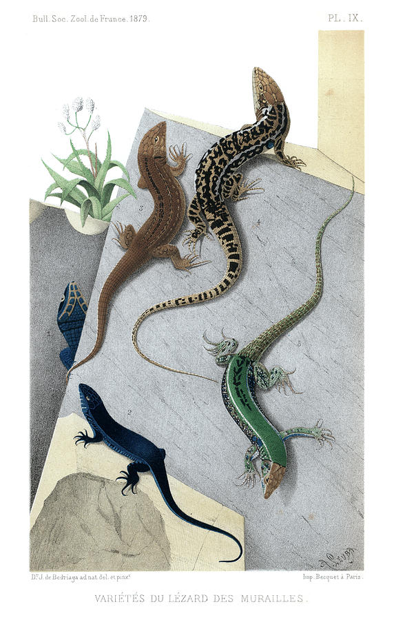 Varieties of wall Lizard Drawing by Jacques von Bedriaga