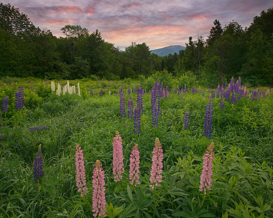 Various Shades of Lupines #2 Photograph by Darylann Leonard Photography