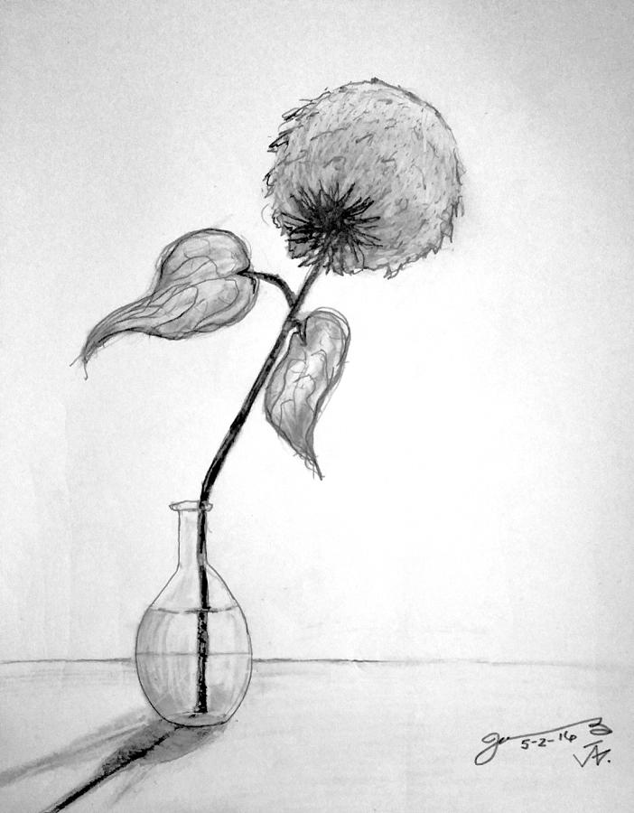 Vase with One Sunflower II Drawing by Jose A Gonzalez Jr - Fine Art America