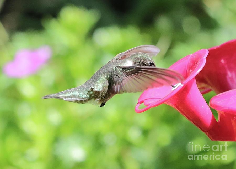 Veiled Hummingbird #1 Photograph by Carol Groenen