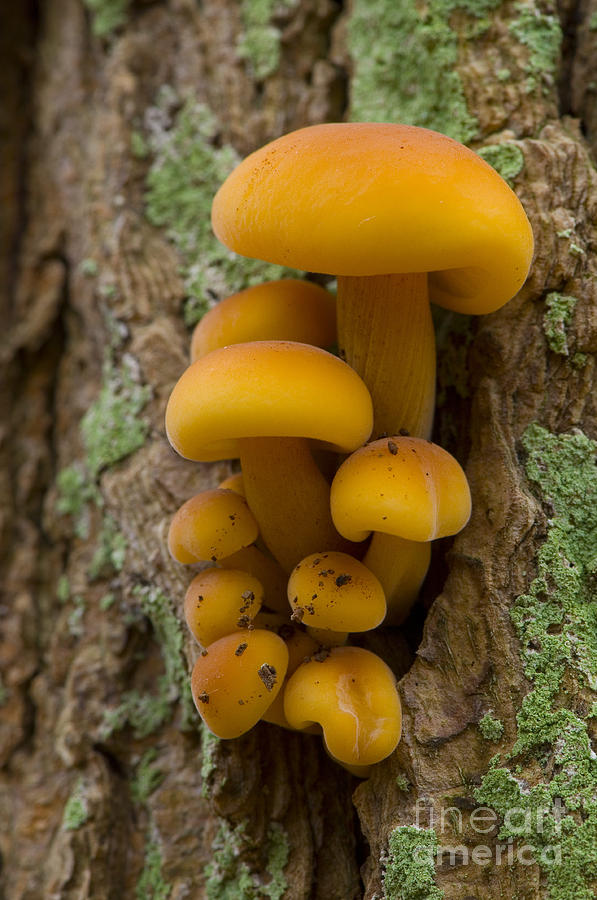 Velvet Shank Mushrooms #1 Photograph by Steen Drozd Lund