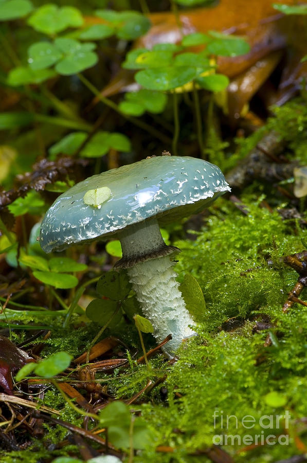 Verdigris Agaric #1 Photograph by Steen Drozd Lund