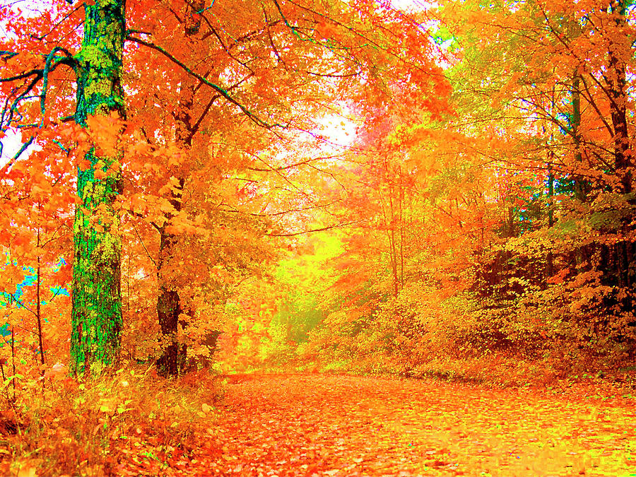 Tree Photograph - Vermont Autumn #1 by Vicky Brago Mitchell