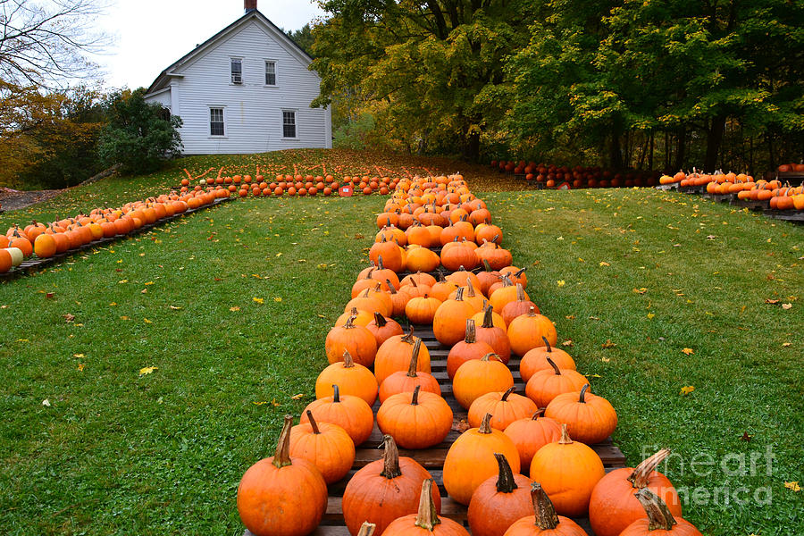 Vermont Farm and Pumpkins Photograph by Rossano Ossi - Fine Art America