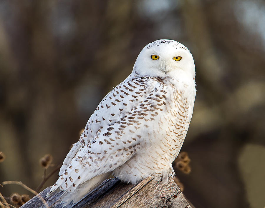 Vermont Snowy Owl #2 Photograph by John Vose
