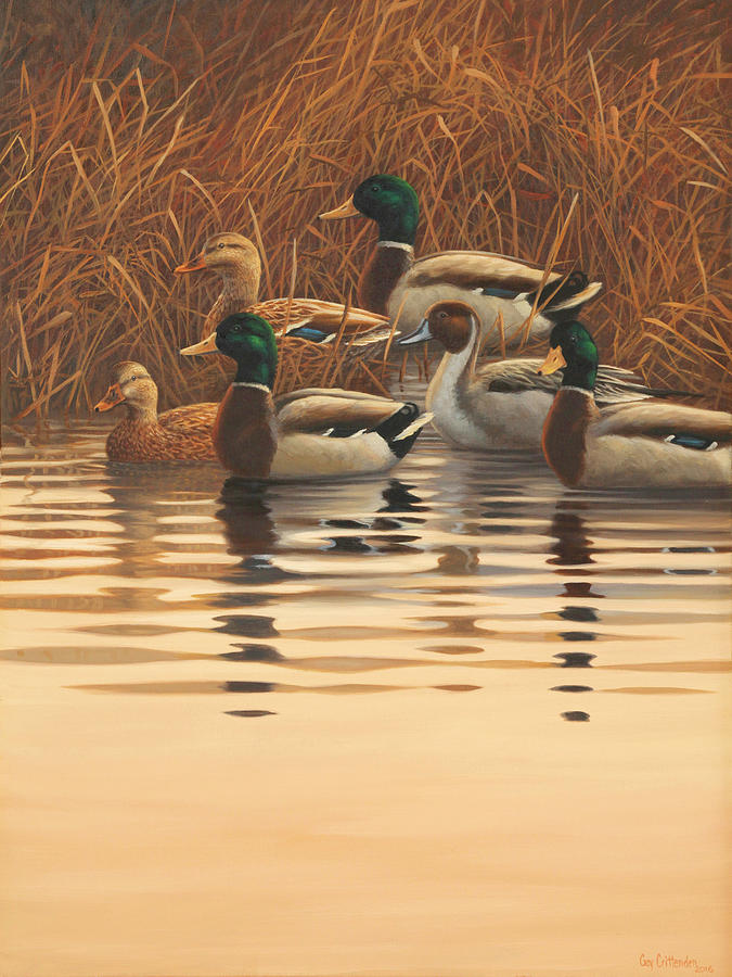 Mallards Painting - Very First Light by Guy Crittenden