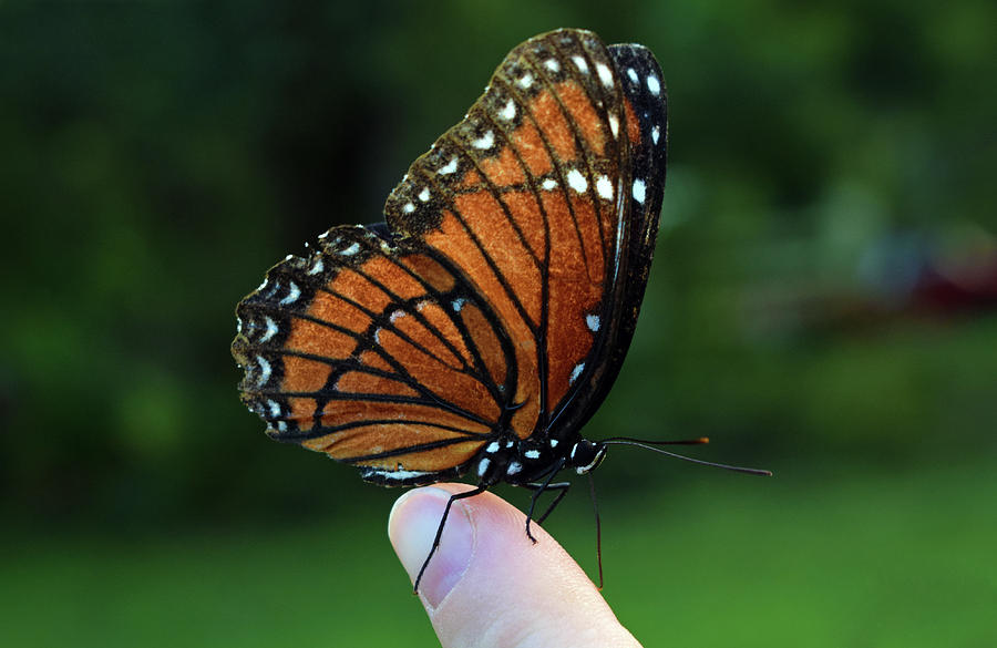 Viceroy Butterfly #1 Photograph by Larah McElroy