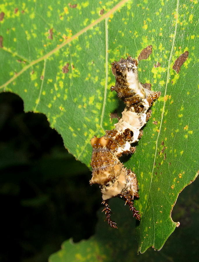 Viceroy Caterpillar #1 Photograph by Joshua Bales