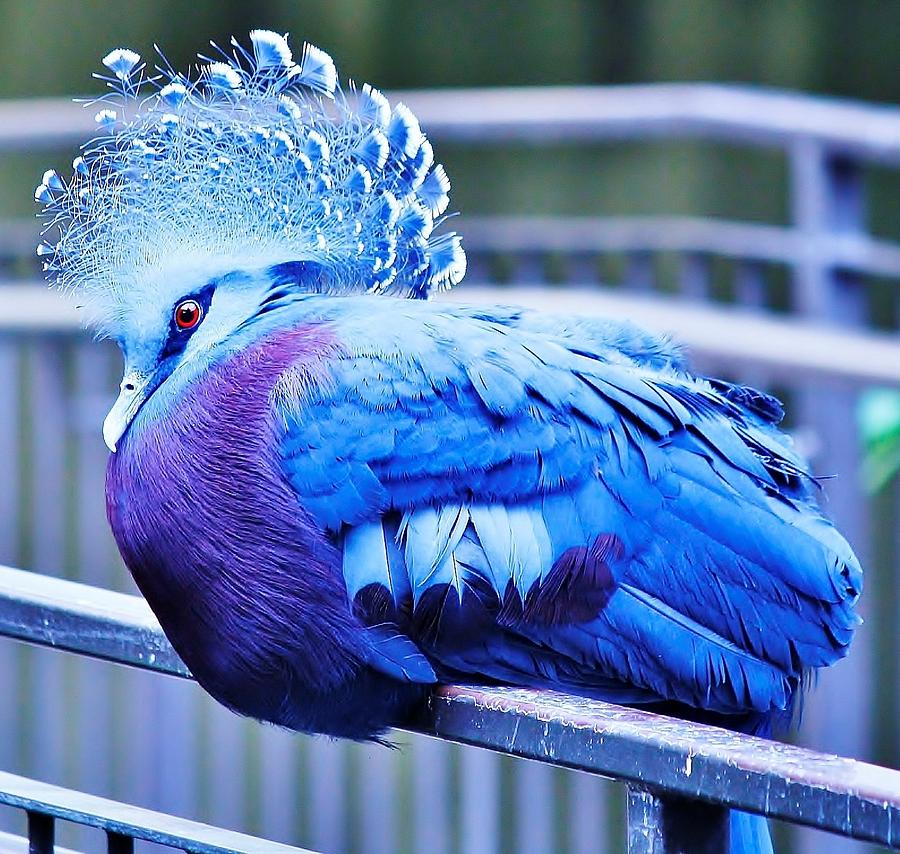 Victoria Crowned Pigeon Photograph