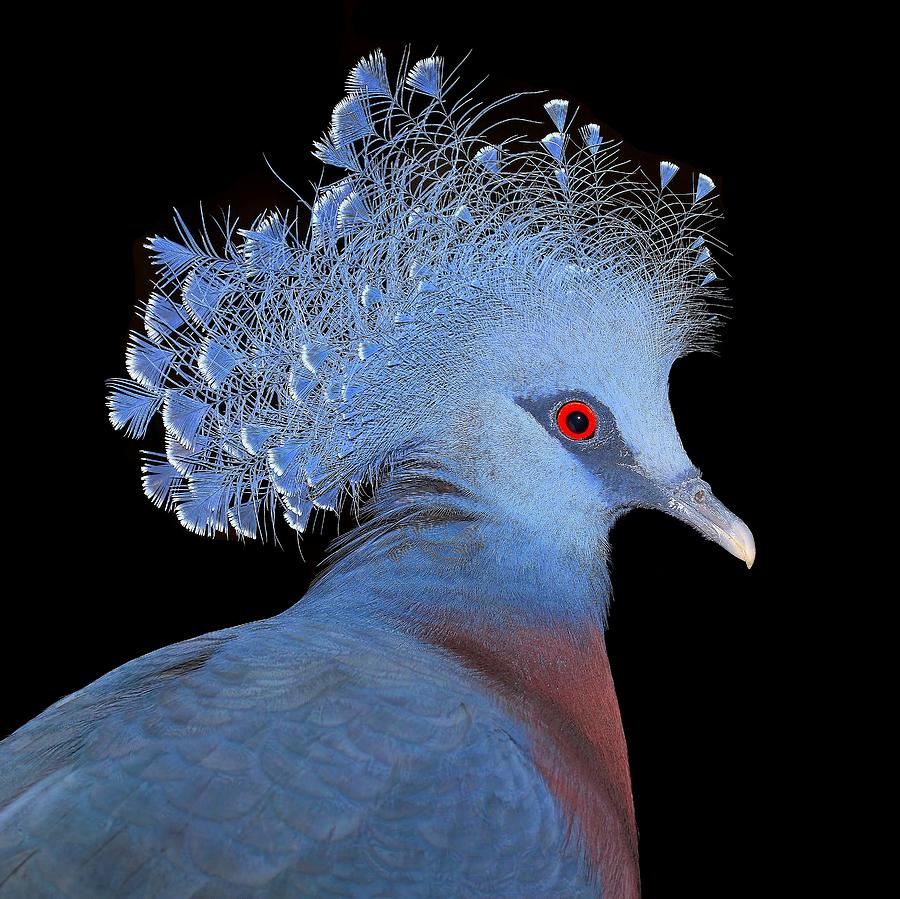 Pigeon Photograph - Victoria Crowned Pigeon #1 by John Absher