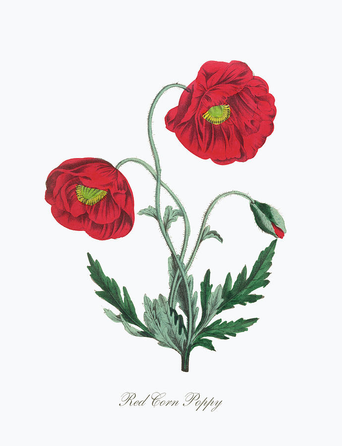Victorian Botanical Illustration of Red Corn Poppy Painting by Peacock ...