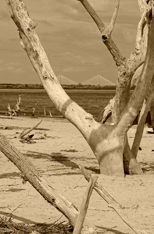 View of the Cooper River Bridge from the Boneyard in sepia #1 Photograph by Suzanne Gaff