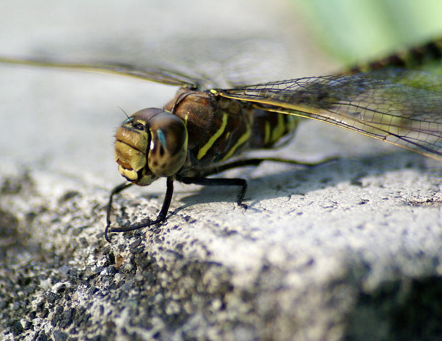 Vince the Dragonfly #1 Photograph by Ben Upham III