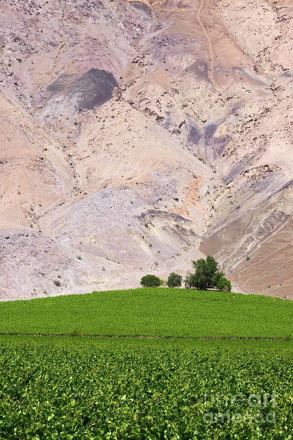 Vines in the Desert Photograph by James Brunker