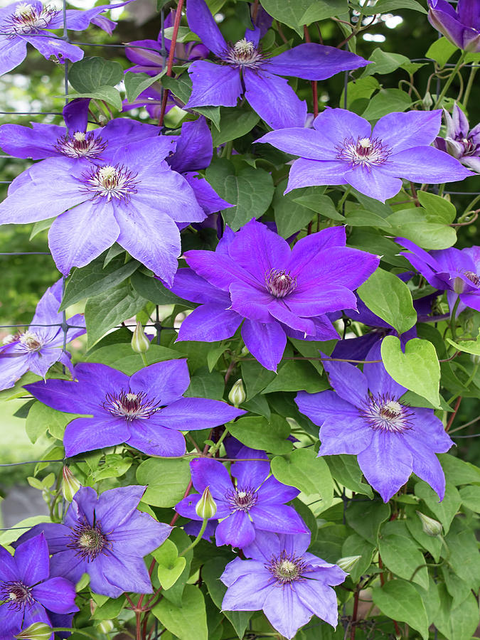 Vines of Purple Clematis Photograph by Barbara McMahon