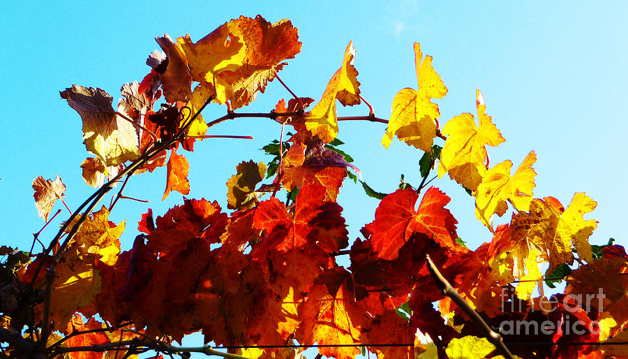 Fall Photograph - Vineyard 12 #1 by Xueling Zou