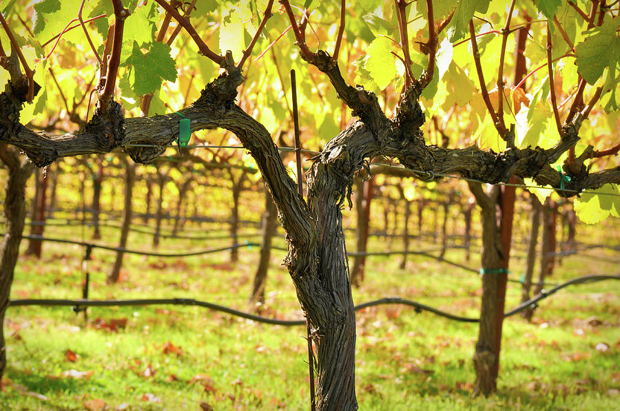 Vineyard #1 Photograph by Brandon Bourdages