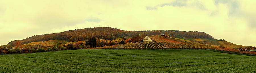 Vineyard In Autumn - Germany #1 Photograph by Mountain Dreams