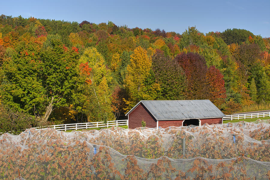 Wine Photograph - Vineyard In Autumn  Knowlton, Quebec #1 by David Chapman
