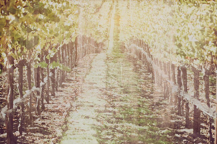 Nature Photograph - Vineyard in Autumn with Vintage Film Style Filter #1 by Brandon Bourdages