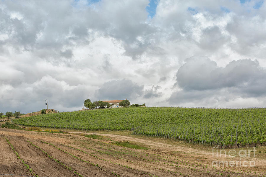 Vineyard Sardinia,Italy Photograph by Patricia Hofmeester