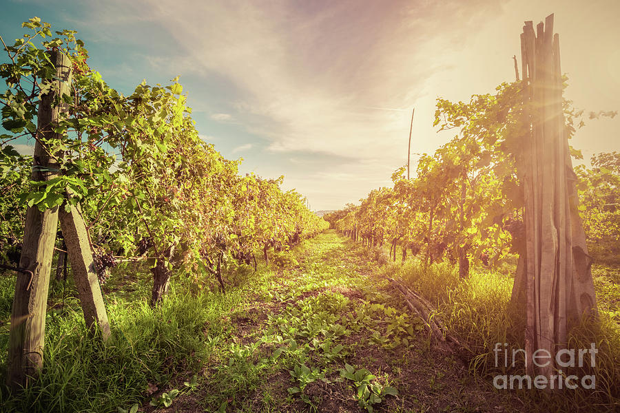 Vineyard in Tuscany, Italy. Wine farm at sunset. Vintage #1 Photograph by Michal Bednarek