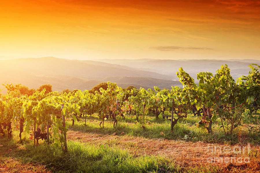 Vineyard In Tuscany Ripe Grapes At Sunset Photograph By Michal