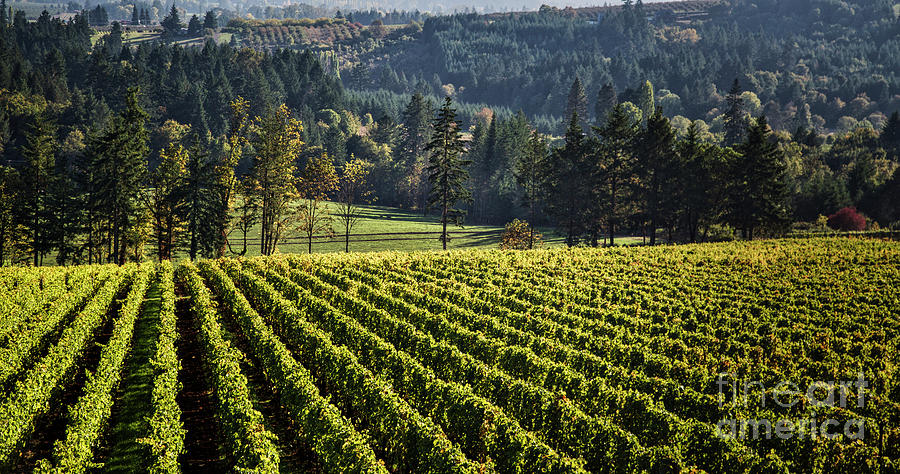 Vineyard in Willamette Valley #1 Photograph by Bruce Block