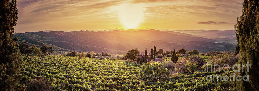 Vineyard Landscape Panorama In Tuscany, Italy. Wine Farm At Sunset Photograph