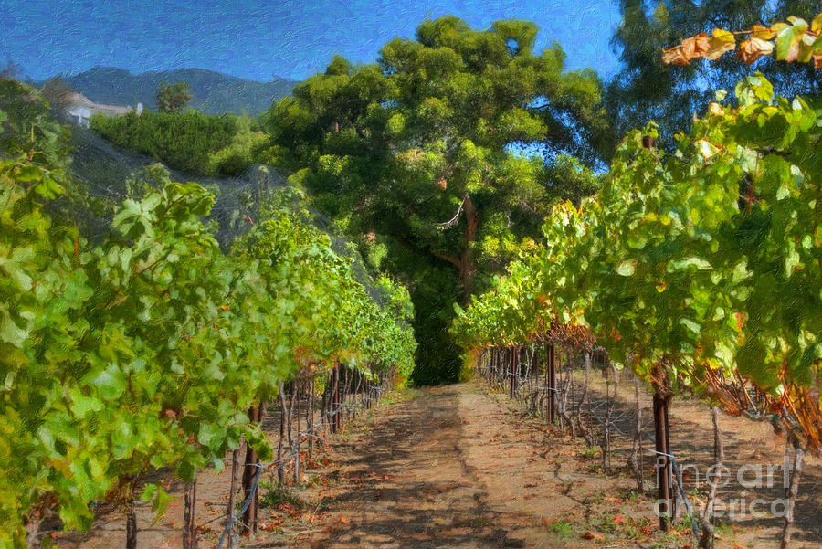 Vineyard Sauvignon Blanc grapes #1 Photograph by David Zanzinger