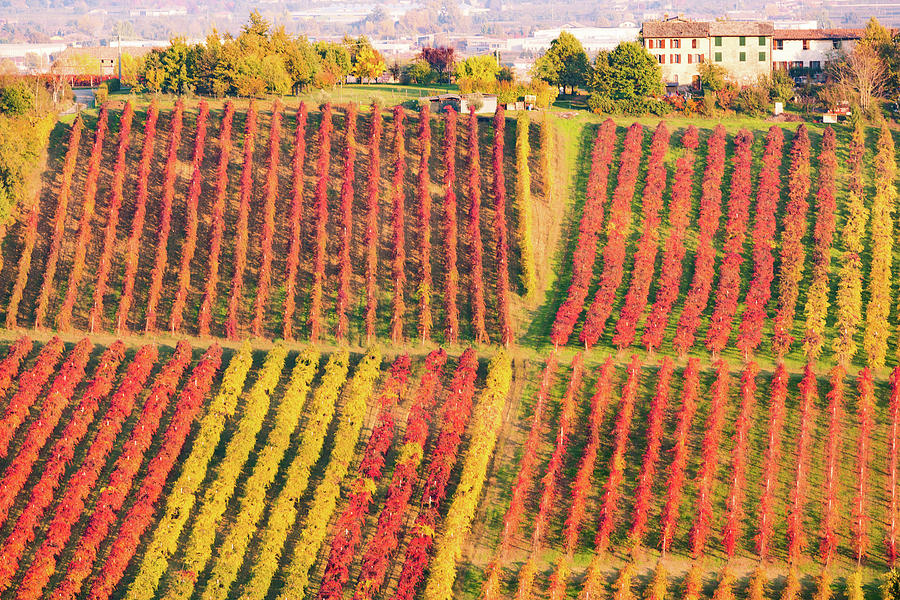 Vineyards #1 Photograph by Francesco Riccardo Iacomino
