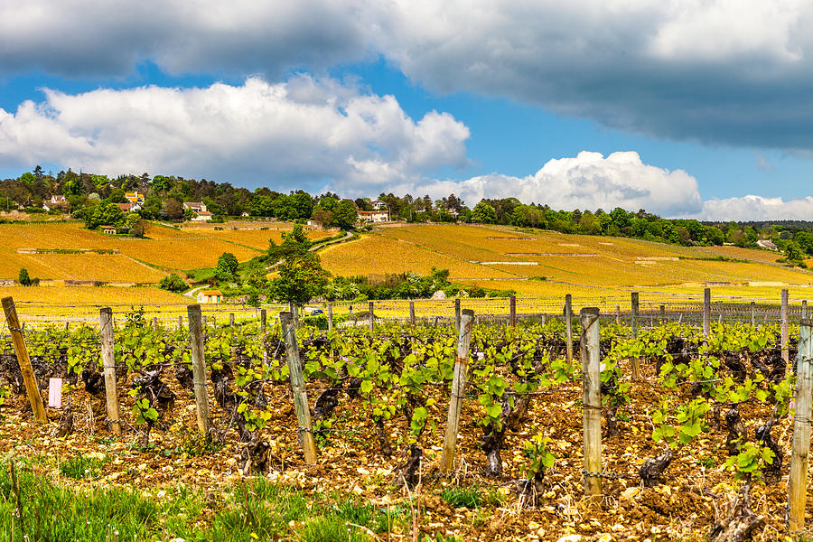 Vineyards of Burgundy Photograph by W Chris Fooshee Pixels