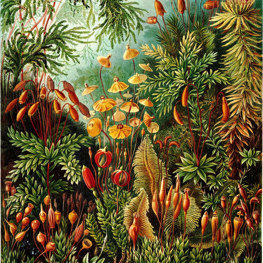 Vintage Botanical Digital Art by Bonnie Bruno