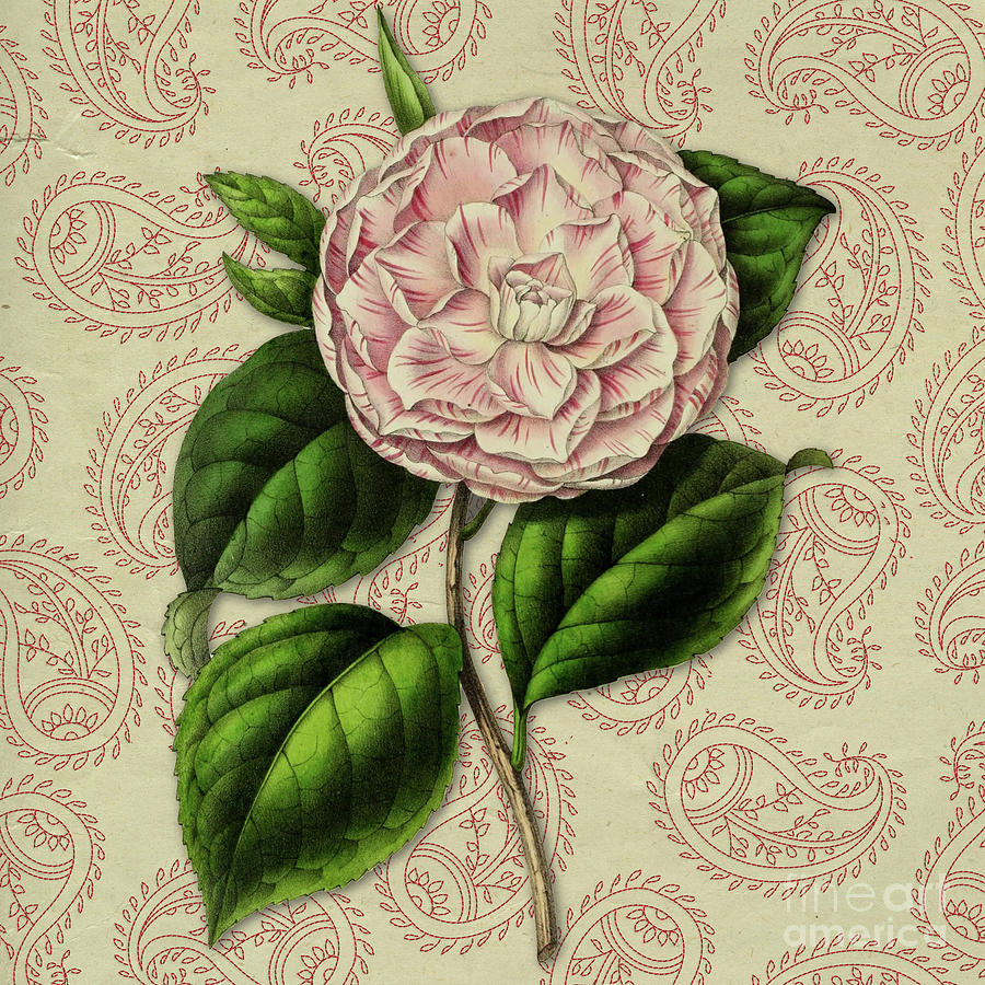 Vintage Botanical Pink Flower Camellia japonica #1 Digital Art by Amy Cicconi