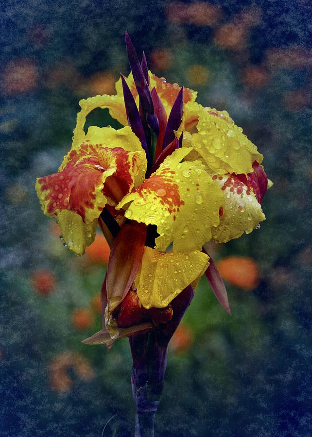 Vintage Canna Lily #2 Photograph by Richard Cummings
