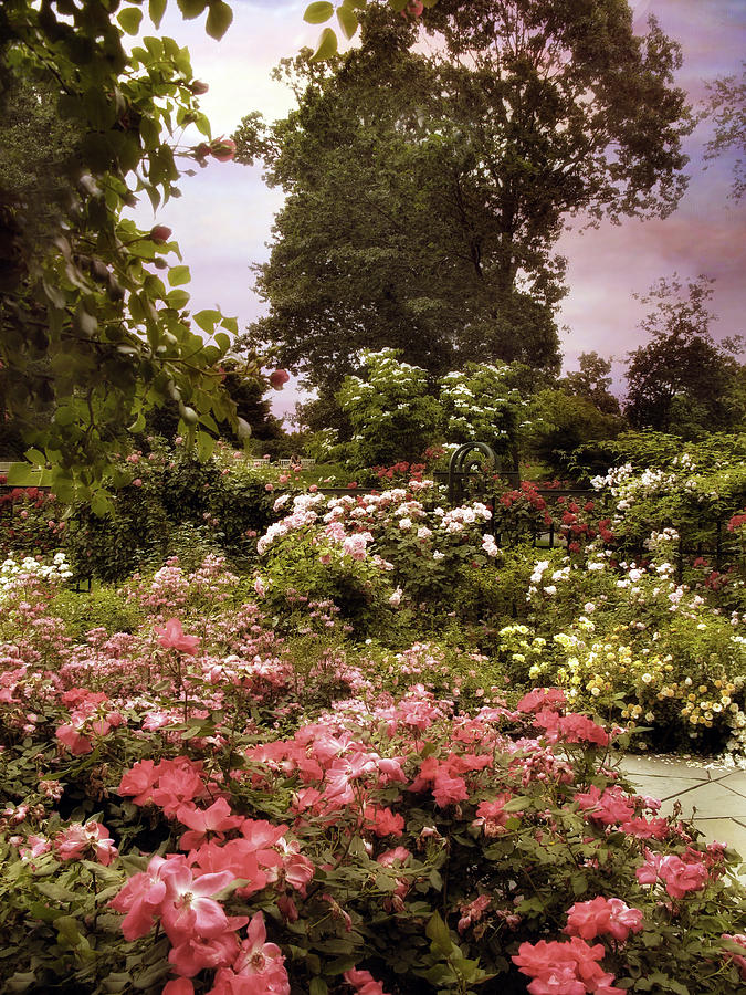 Vintage Garden #1 Photograph by Jessica Jenney