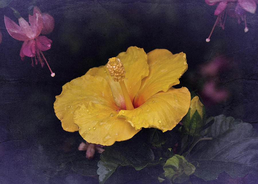 Vintage Hibiscus #2 Photograph by Richard Cummings