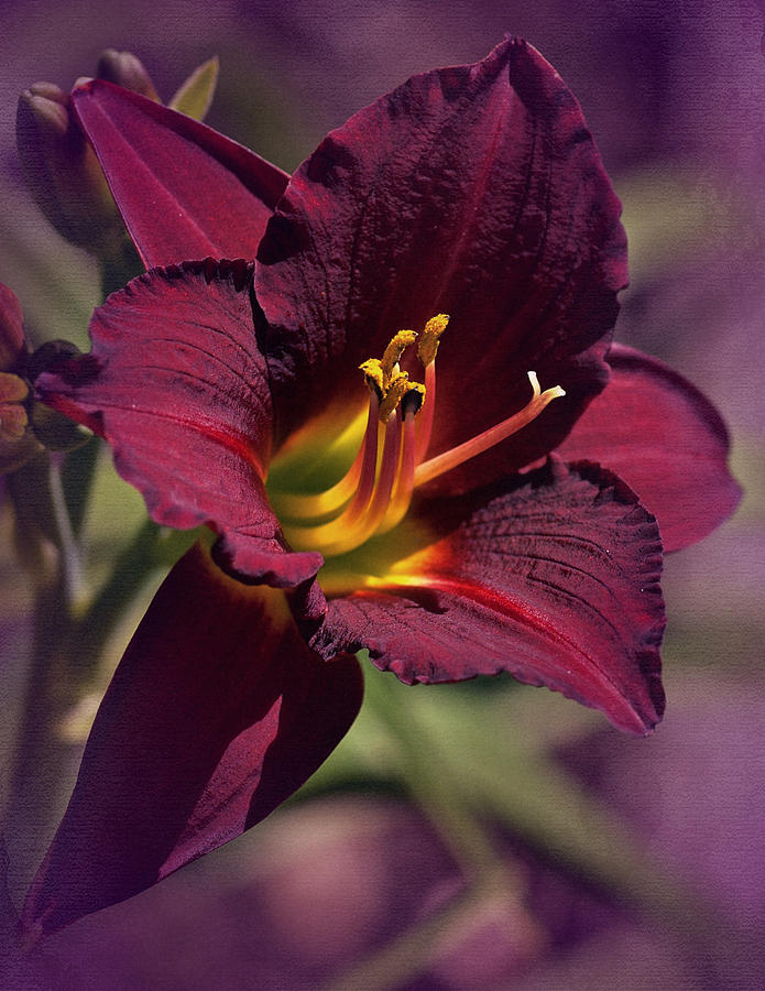Vintage Day Lily  Photograph by Richard Cummings