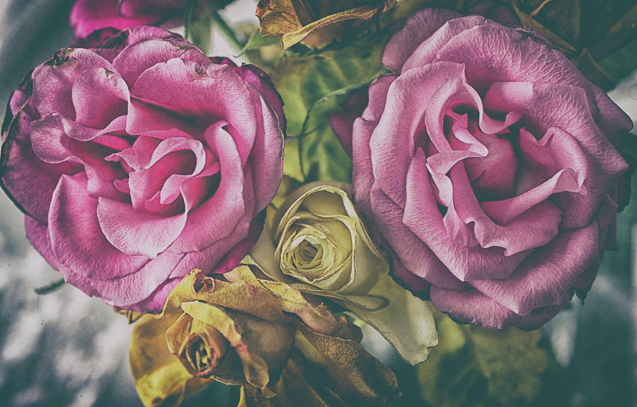 Vintage Rose Photograph